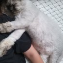 기능성매트리스는 올먼스매트리스로 반려동물까지 좋아해요