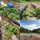 진세농원 이미지