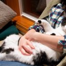 도도한 개냥이 이미지