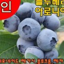 합천블루베리