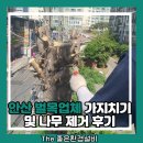 도로변(개봉로 4) | 안산 벌목업체 가지치기 및 나무 제거 후기