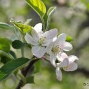 밀양 얼음골 사과꽃....봄눈내린 듯 하얗게 변한 사과밭. 이미지