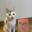 애기야 | 고양이 영양제 고민 끝! 디어랩스 울애기쌩쌩 스틱 후기