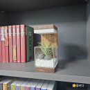 원목 트리 led무드등 | 모던포인트 원목 플랜테리어 LED 무선 식물 무드등 후기