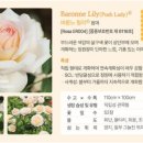 에버로즈 이미지