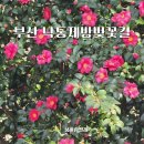 낙동강변로6-12 | 부산 사상 삼락 낙동제방벚꽃길 동백꽃 애기동백 동백나무 꽃구경 후기