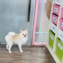부산애견대학 네이버블로그