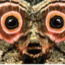 원숭이 얼굴 문양을 하고 있는 나비 이미지