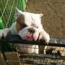 부산애견대학 이미지