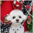 펫살롱케이 | 성성동애견미용 아이들도 편안하게! 최고급 케어 미용실