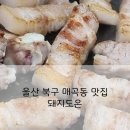 돼지도온 이미지