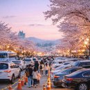 용암3길 | 천안 벚꽃축제 북면 위례 벚꽃축제 총정리! 주차, 간식, 행사 꿀팁