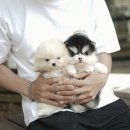오스카코리아켄넬 이미지