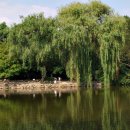 버드나무 이미지