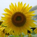 해바라기의꿈 이미지