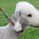 리베동물메디컬센터 이미지