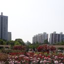 장미화원 Daum카페