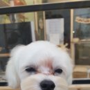 보드레도그 이미지