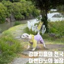 용두농장 | 광주근교 강아지산책 _ 오프리쉬 가능!!! 아벤티노의 농장