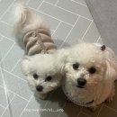 뽀송뽀송애견놀이방 | [부산사직] 사직동애견미용 잘하는곳 일등, 반려견 맞춤케어 미용샵 , 로운이네살롱