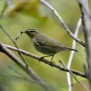 소청도의 솔새(Arctic Warbler) 이미지