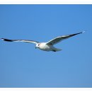 부산갈매기 이미지