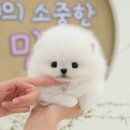 식구 | 남원강아지분양 수월했던 식구 맞이 후기