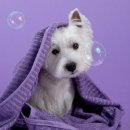 애니펫 동물병원 이미지