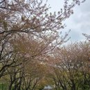 벚꽃명소 김해가야랜드 방문후기(4월 11일 기준)