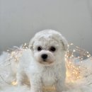 개좋다냥 이미지