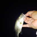 광신대교 이미지