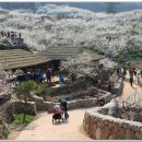 다압면 섬진강 매화마을 인근 이미지