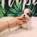 강아지분양 더펫 이미지