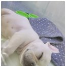 데일리독 의정부강아지분양 애견분양 | 예쁜 성견으로 자라는 혈통, 의정부강아지분양 빼로독