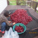 하늘농장7 이미지