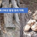 표고버섯 발생 원리 이해 심층분석, 표고버섯의 3가지 성장방법, 표고버섯 균사를 현미경으로 들여다보면 실타래처럼 엉켜 있습니다. 이미지