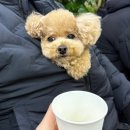 송도 토스트 국수 | [인천 송도] | 전참시 신기루 단골집 <송도토스트국수> 강아지동반 후기 | 구송도 포장마차 토스트...