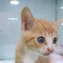 학익동물병원 이미지