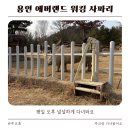 오후 | 용인 에버랜드 워킹사파리 후기 (평일 오후 널널해요) 동선 추천