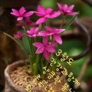 방가방가 이미지