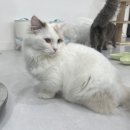 냥이의하루 카페.분양 이미지