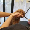 워킹페코 이미지