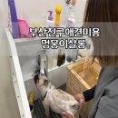멍뭉이네 살롱 이미지