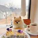 할리우드 | 수원 행리단길 애견동반 브런치카페 할리우드｜내돈내산 후기