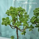 허브나무 이미지