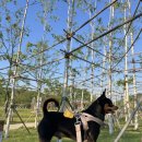 경충대로 2709번길 5 | 강아지간식추천 리비드 [위드 소프트 비프] 설봉공원 피크닉 강아지 산책