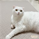 핑크 펫 하우스 | 강아지 고양이 모두 좋은 초코펫하우스 스크래쳐 매트 추천