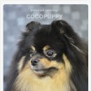 모리펫샵 이미지