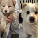 하얀강아지 이미지