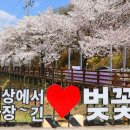 벚꽃길